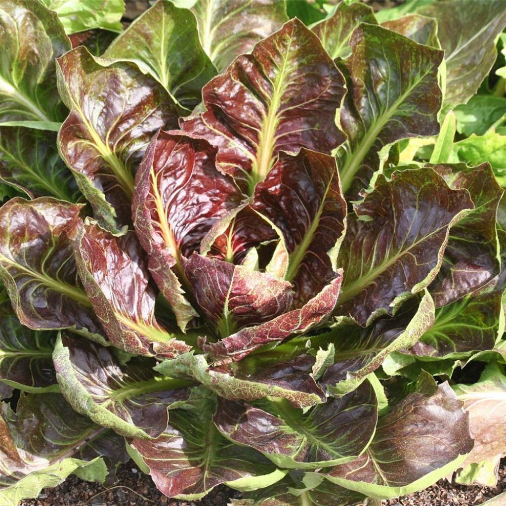 Zichoriensalat Rossa di Treviso 4 Bio - Ferme de Sainte Marthe