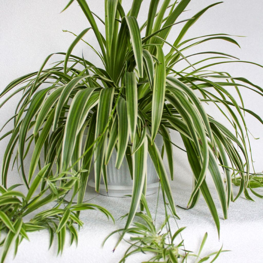 Chlorophytum Irish - Grünlilie