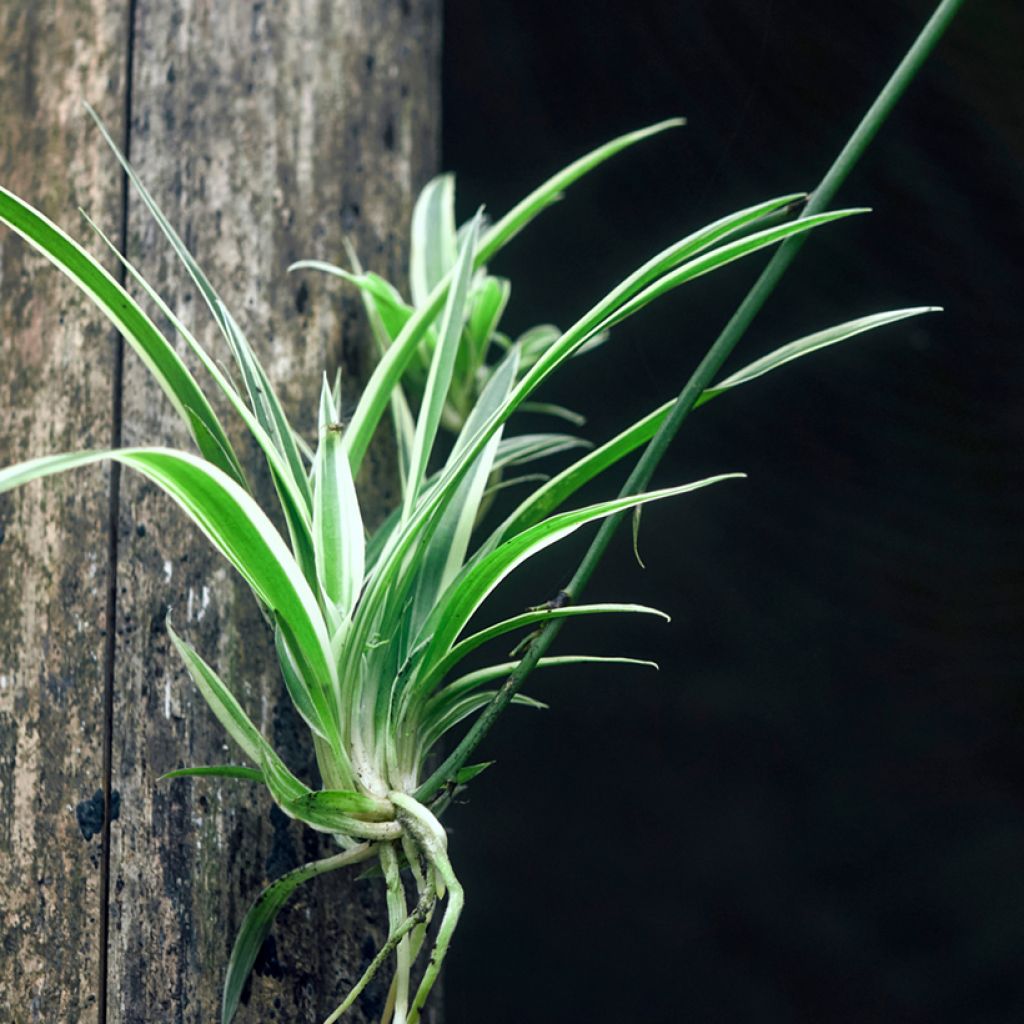 Chlorophytum Irish - Grünlilie