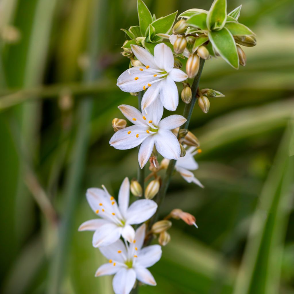 Chlorophytum Irish - Grünlilie