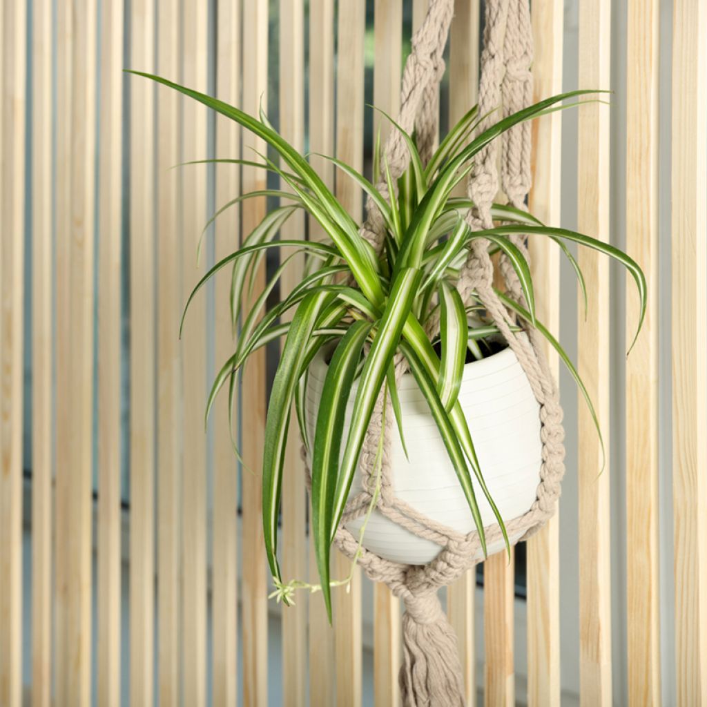 Chlorophytum Variegatum - Grünlilie
