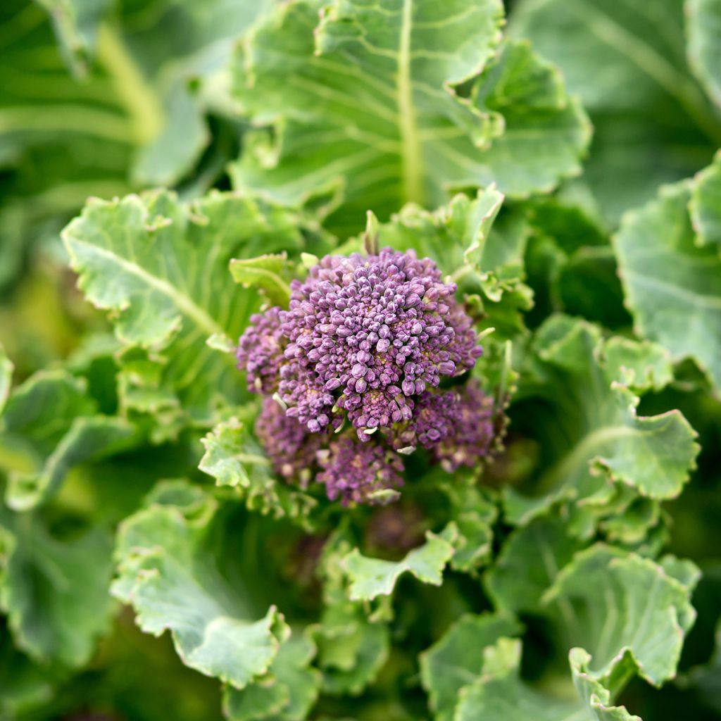 Brokkoli Early Purple Sprouting Bio