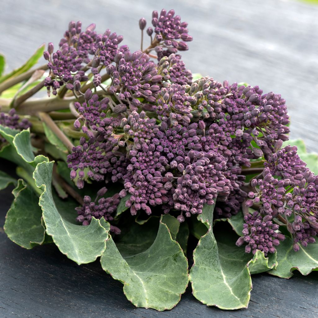 Brokkoli Early Purple Sprouting Bio