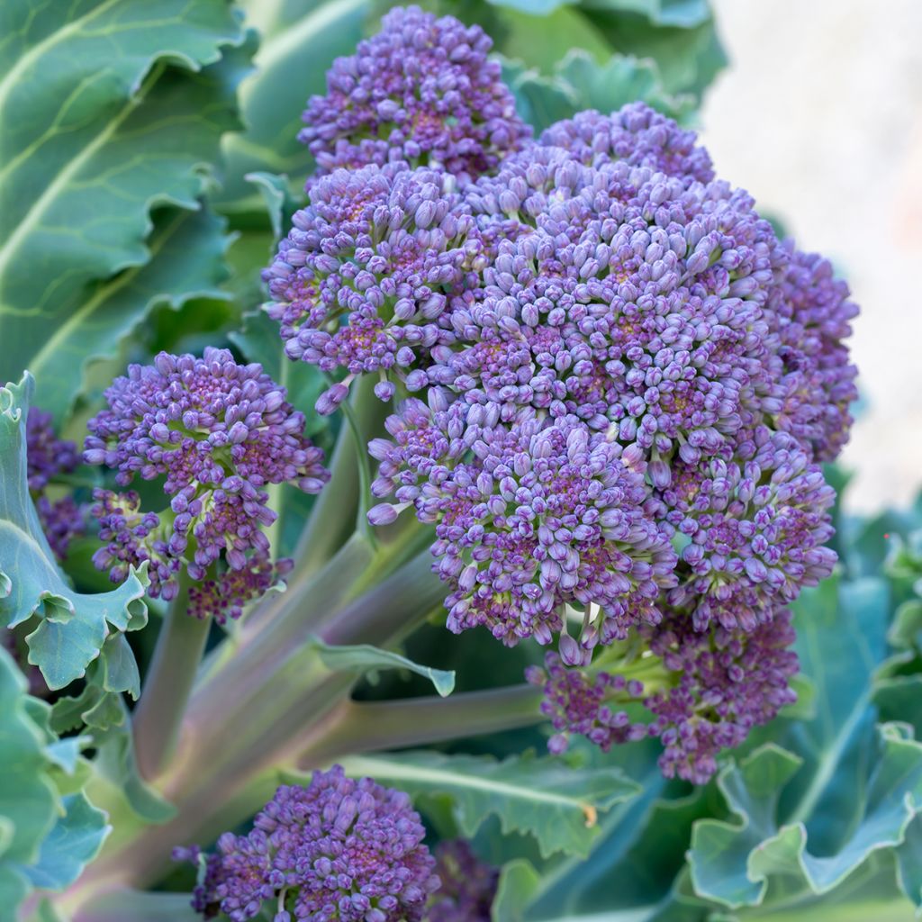 Brokkoli Early Purple Sprouting
