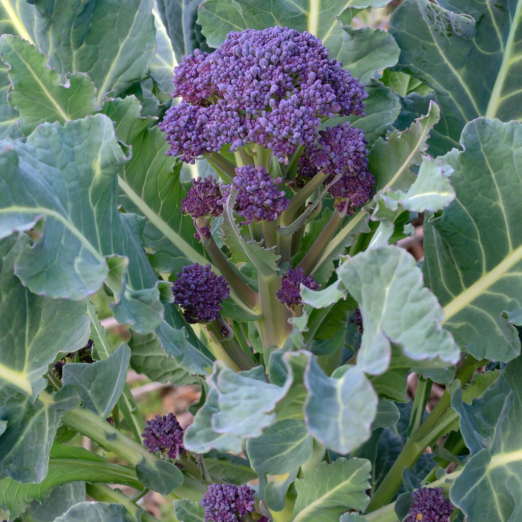 Brokkoli Early Purple Sprouting