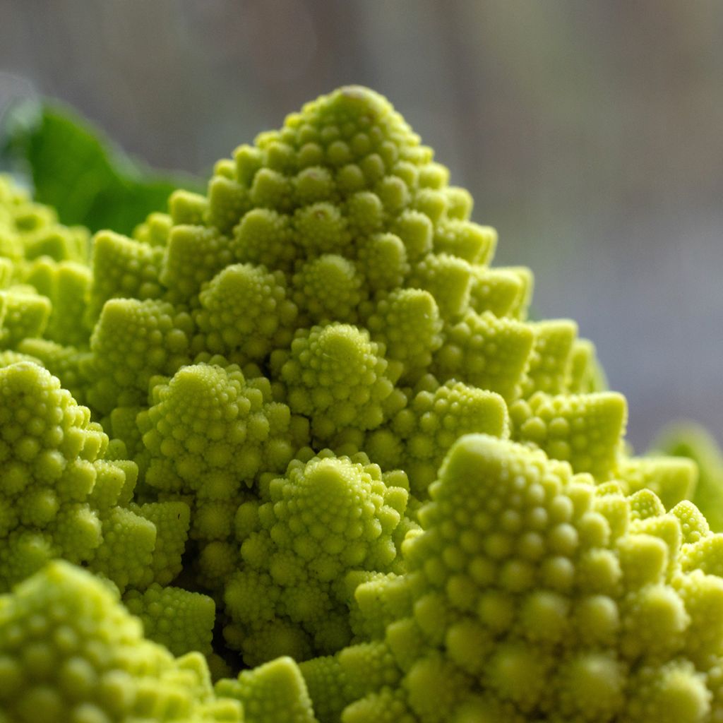 Brokkoli Romanesco Bio - Ferme de Sainte Marthe
