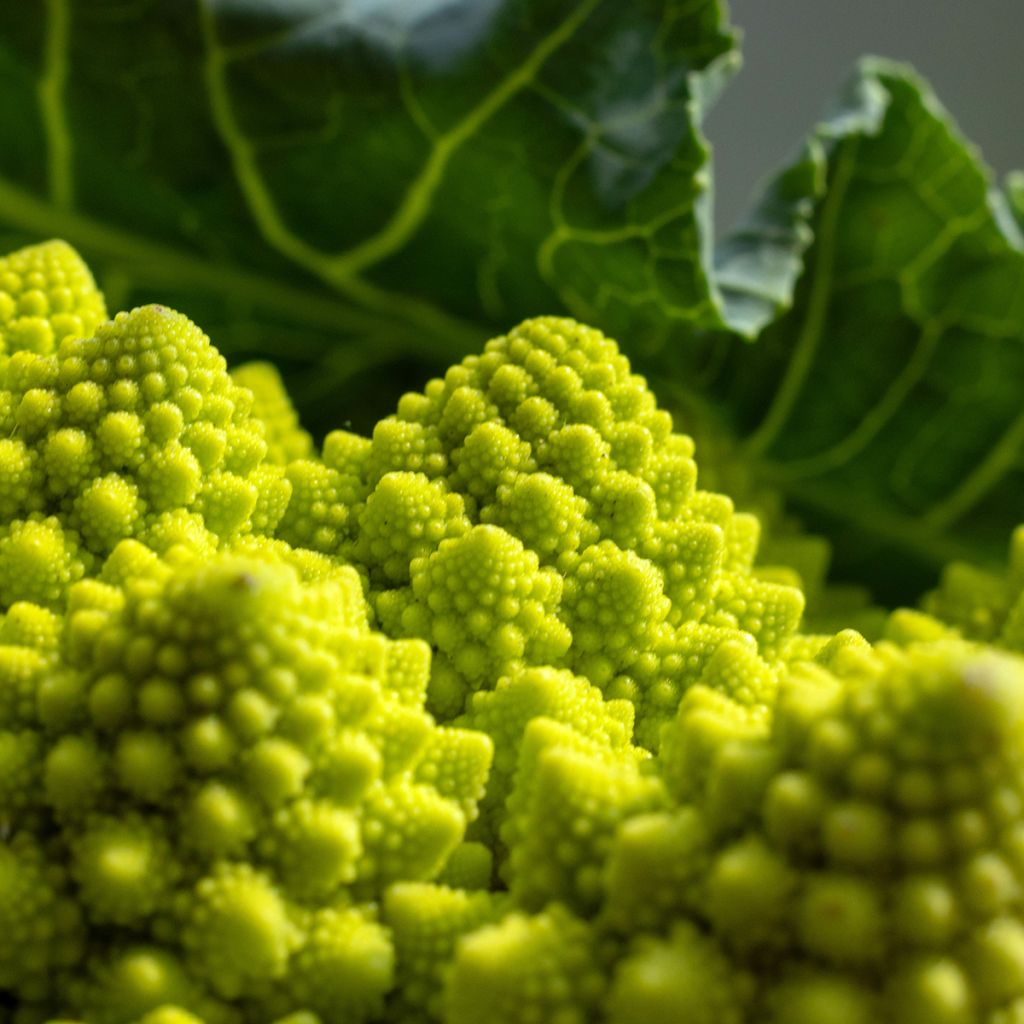 Brokkoli Romanesco