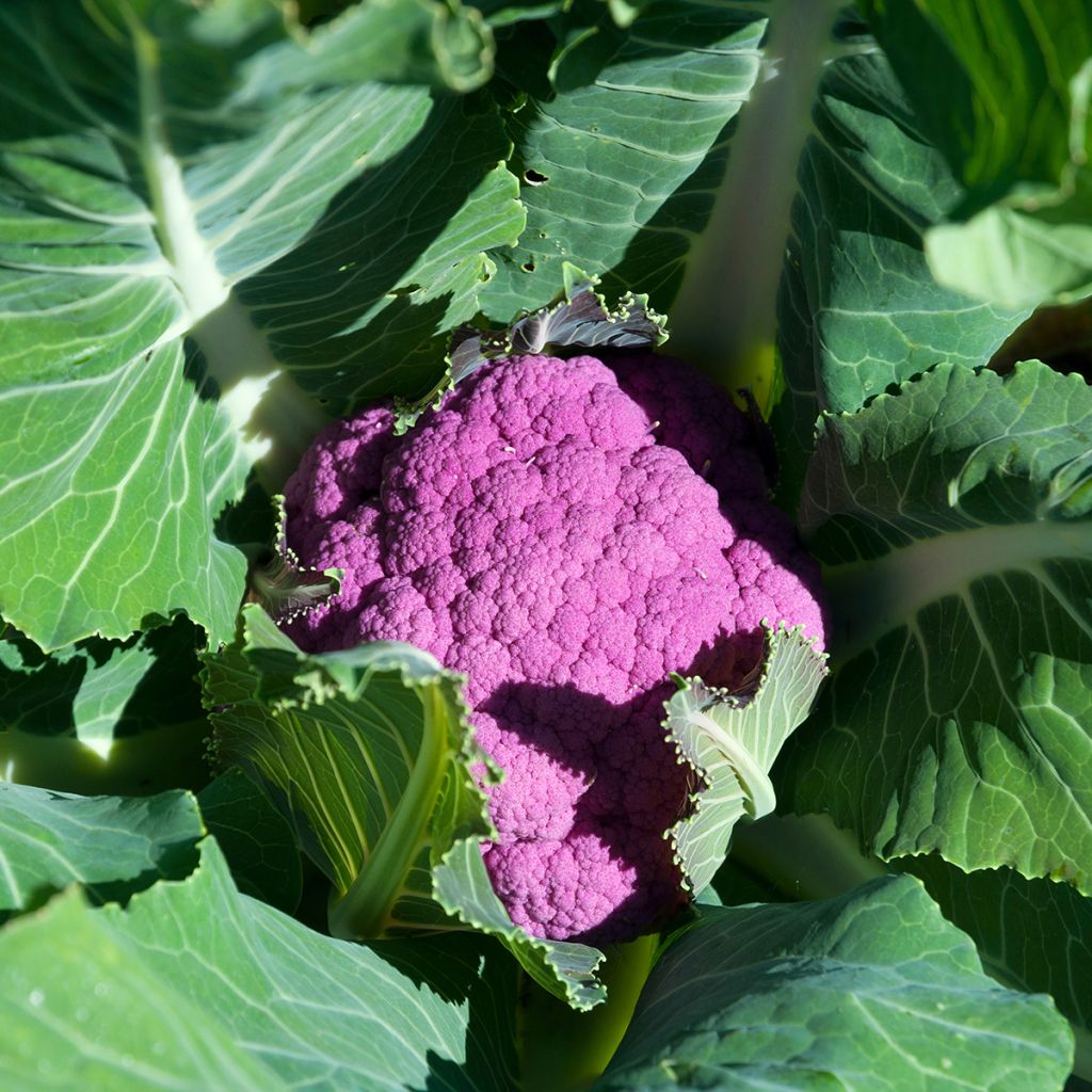 Blumenkohl Graffiti