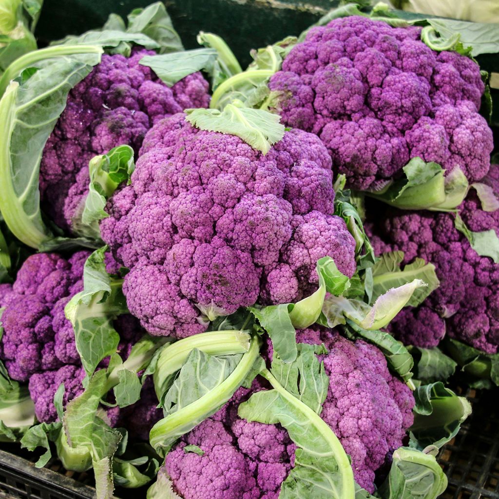Blumenkohl Graffiti