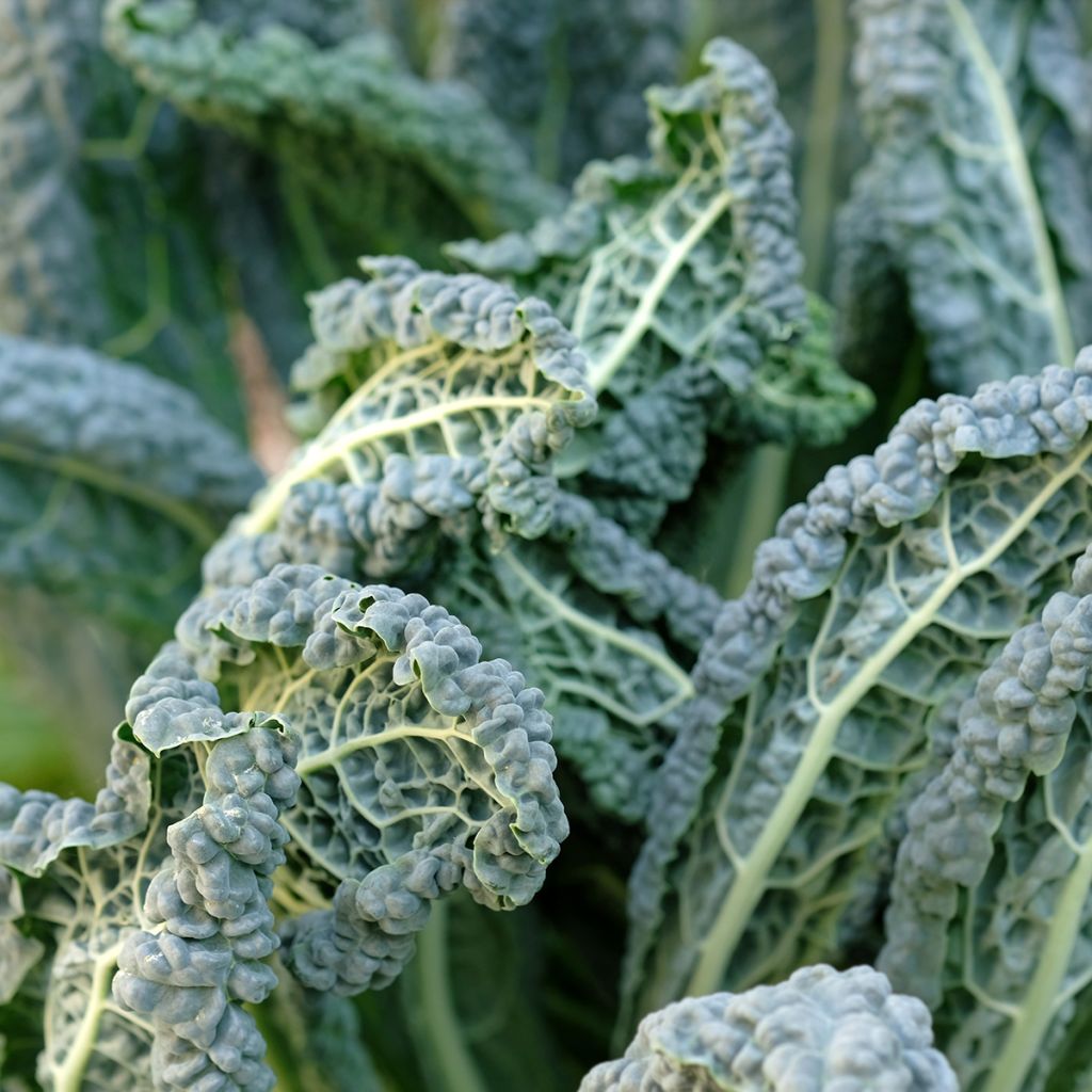 Grünkohl Nero di Toscana Bio