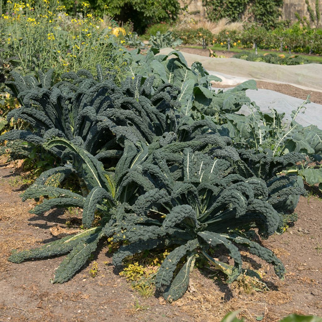 Grünkohl Nero di Toscana Bio