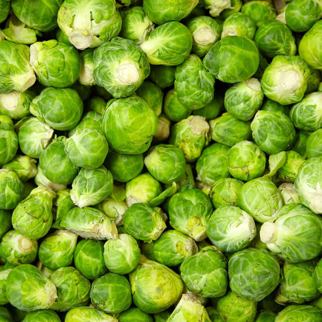 Rosenkohl Igor F1