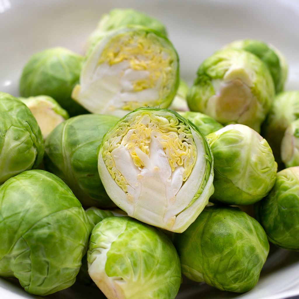 Rosenkohl Igor F1