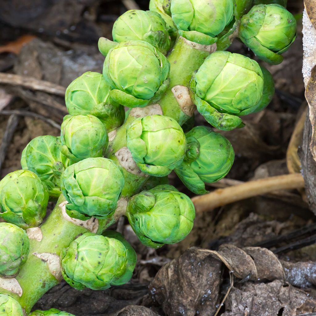 Rosenkohl Igor F1