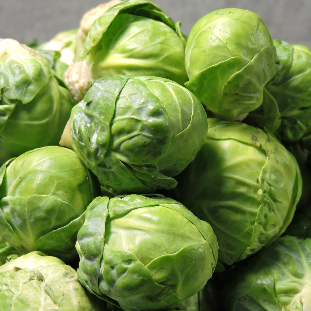 Rosenkohl Igor F1