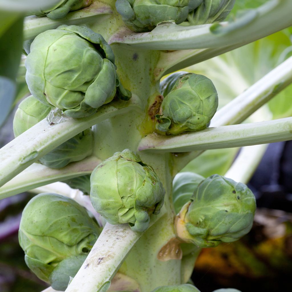 Rosenkohl Igor F1