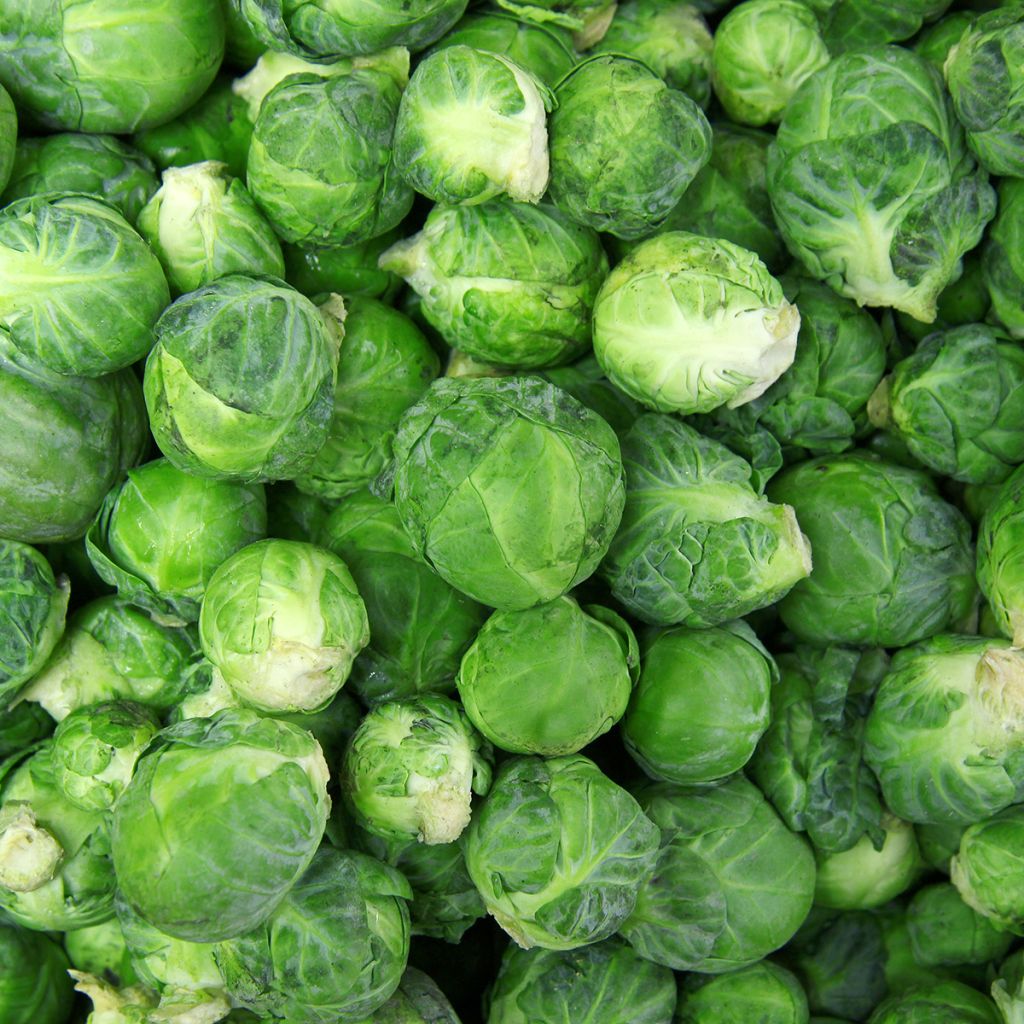Rosenkohl de Rosny