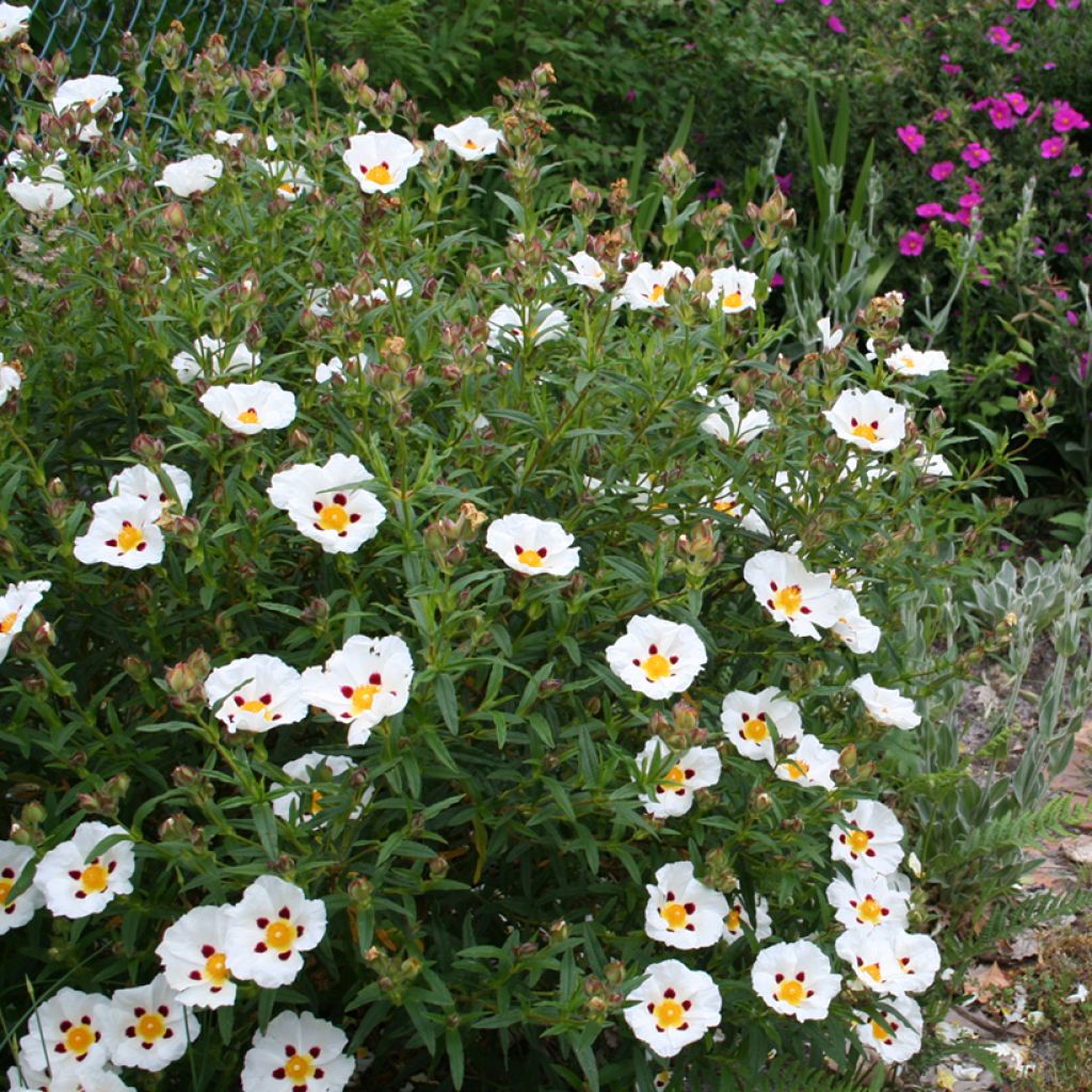 Zistrose Jenkyn Place - Cistus x dansereaui