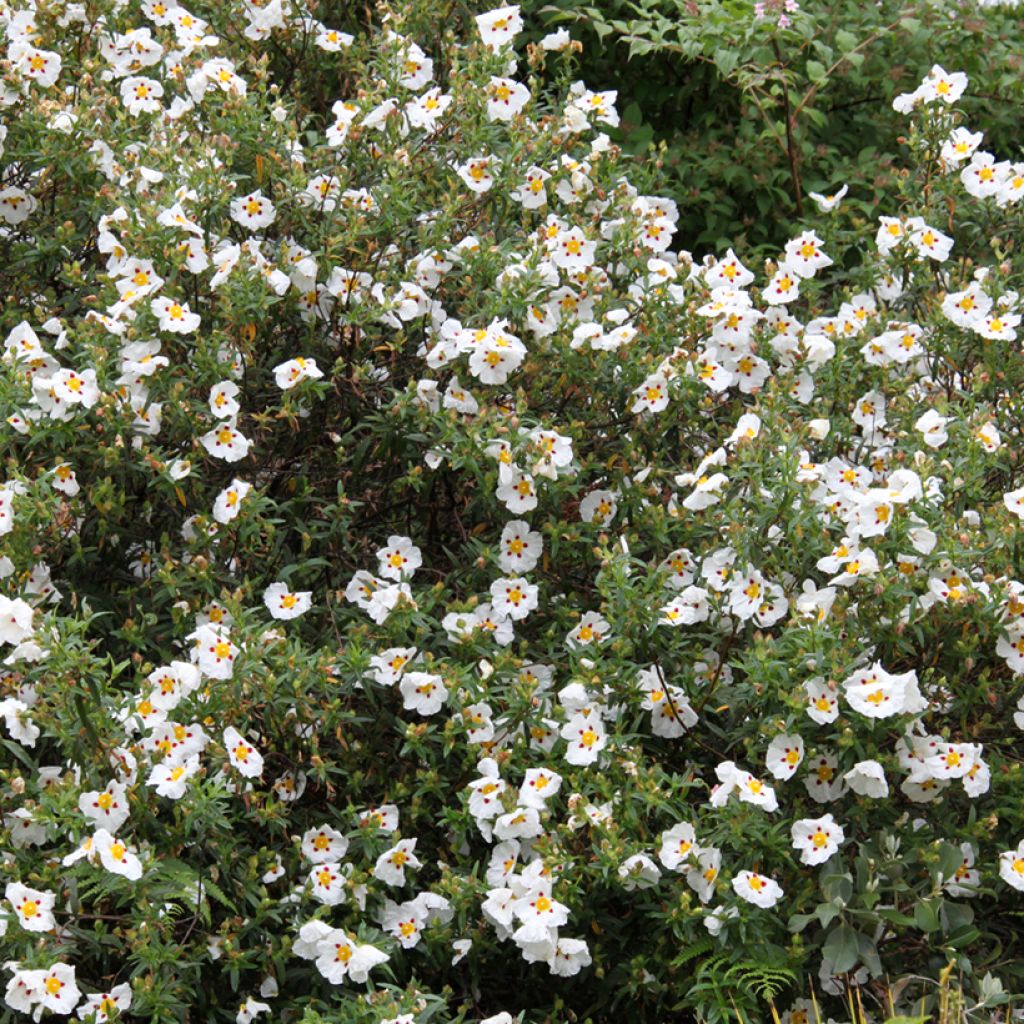 Zistrose Jenkyn Place - Cistus x dansereaui