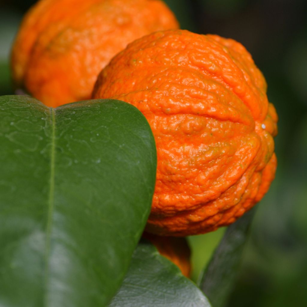 Bitterorange Bizzaria - Citrus aurantium