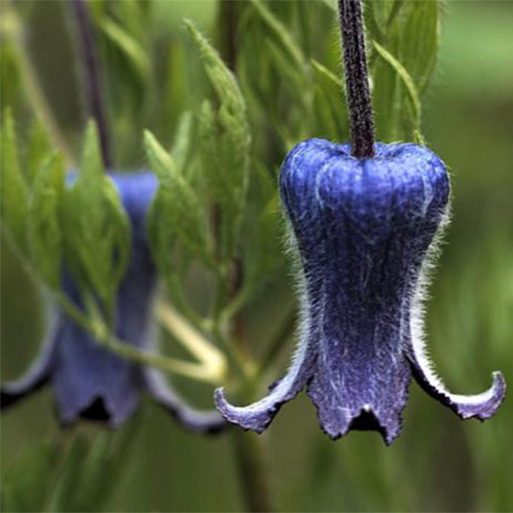 Clematis hirsutissima - Waldrebe