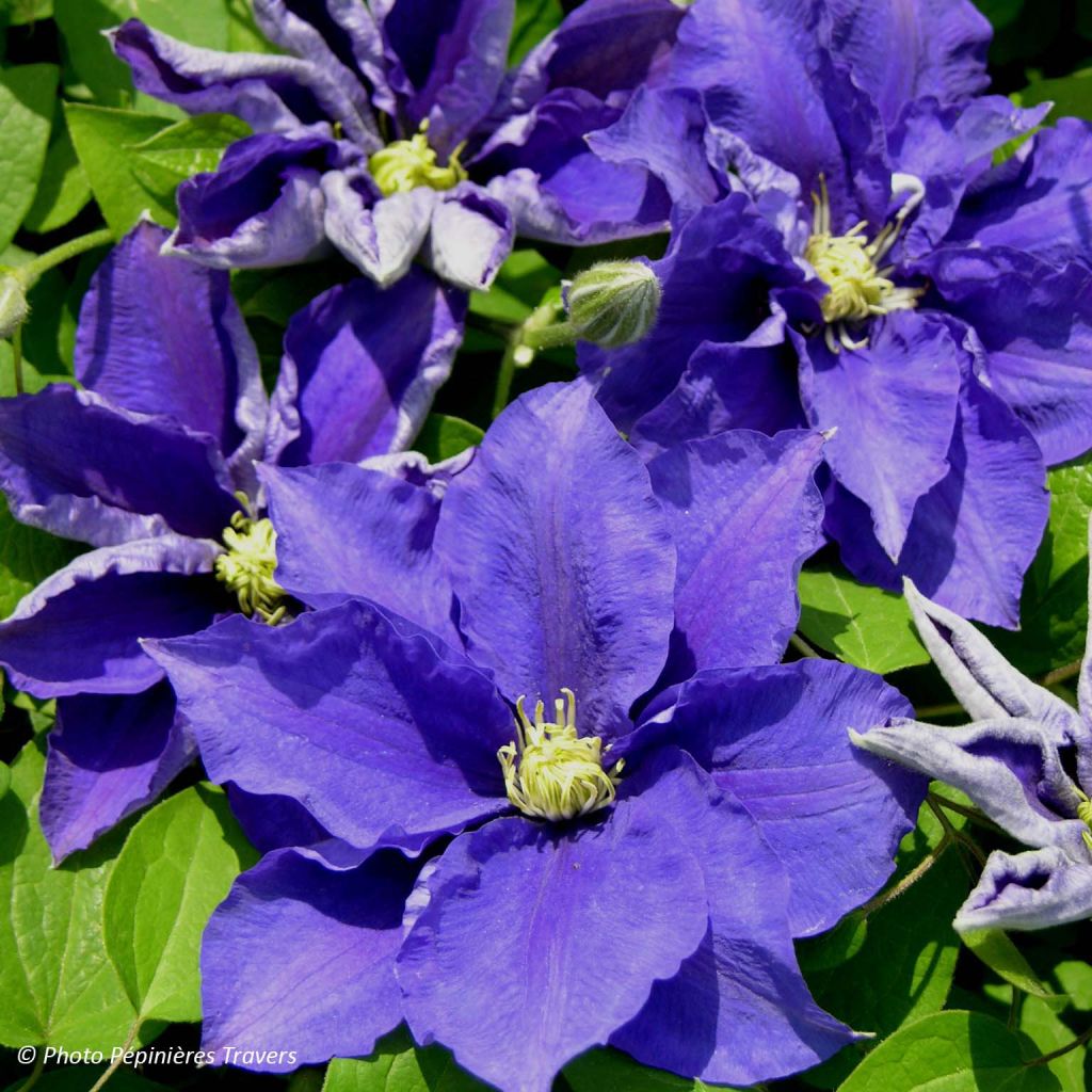 Waldrebe Kingfisher - Clematis