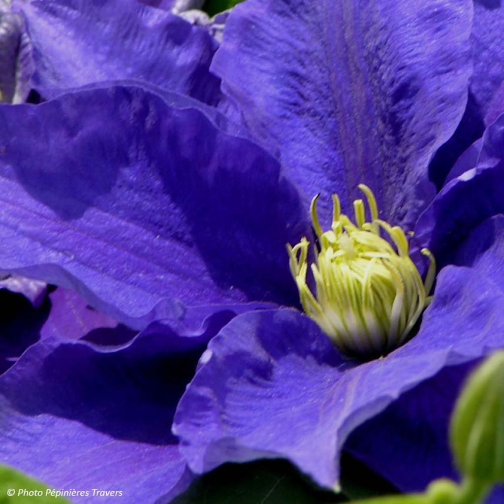 Waldrebe Kingfisher - Clematis