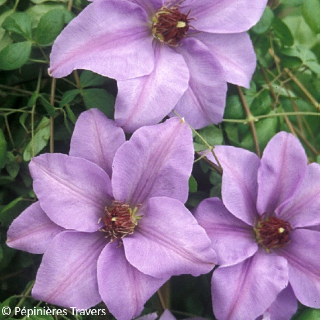 Waldrebe Ramona - Clematis