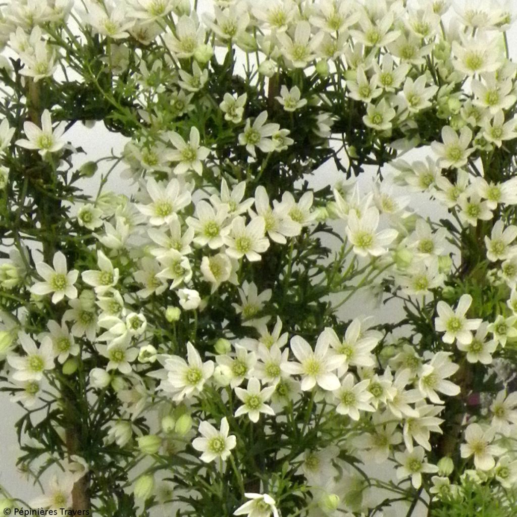 Waldrebe Tai Yang - Clematis