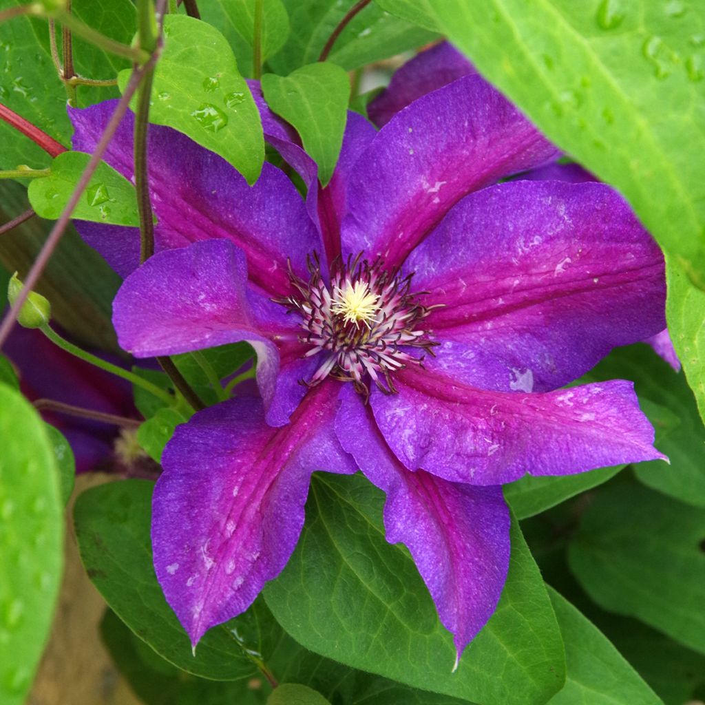 Waldrebe Anna Louise Evithree - Clematis