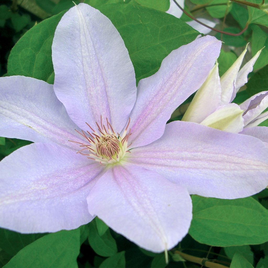 Waldrebe Péveril Pearl - Clematis