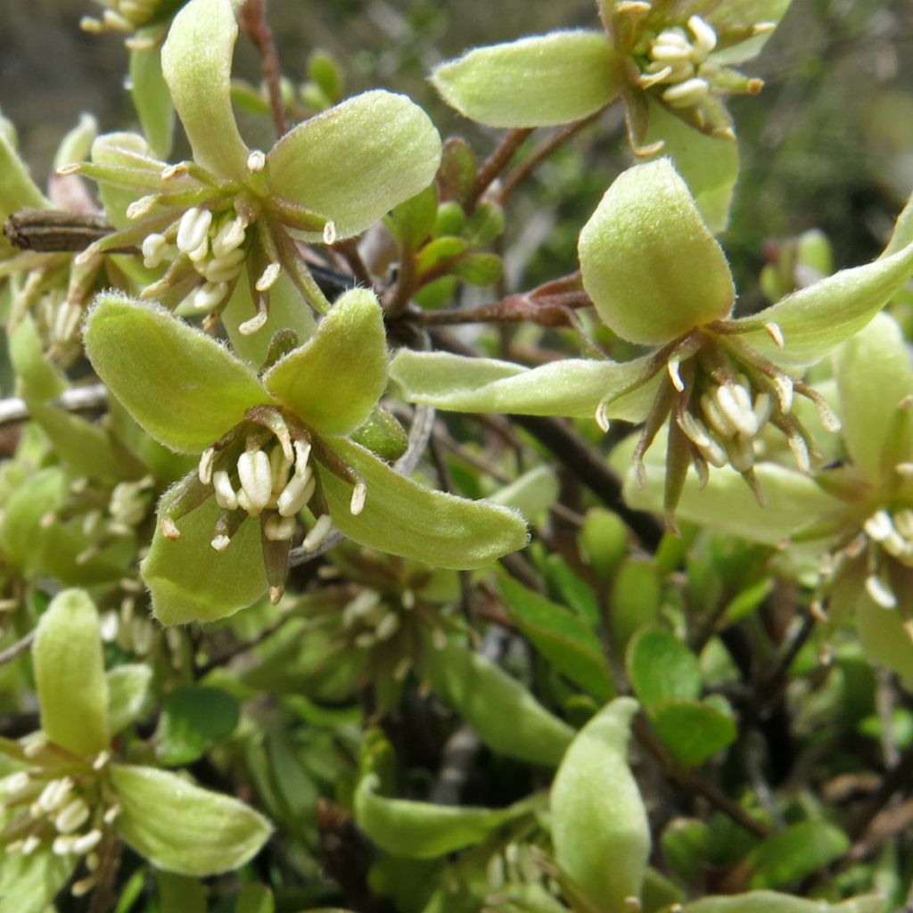 Clematis marata - Waldrebe