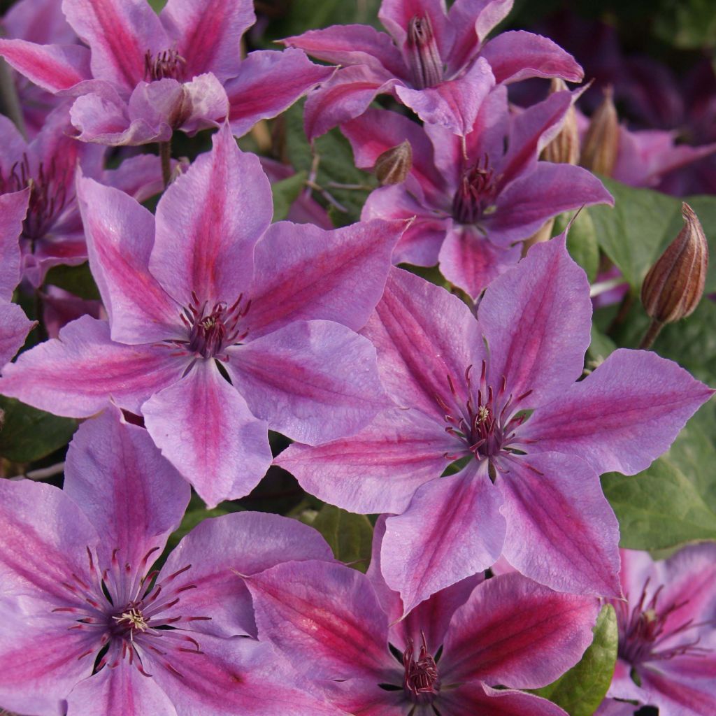Waldrebe Mon Cherry - Clematis