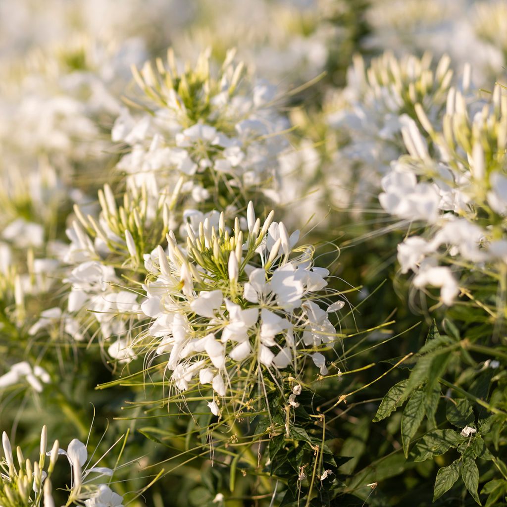Spinnenpflanze Sparkler 2.0 White - Cleome