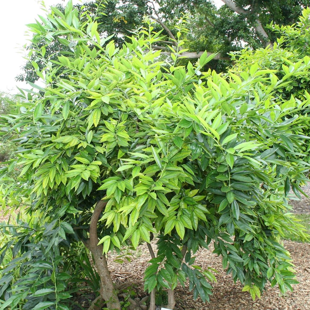 Cocculus laurifolius - Kokkelstrauch