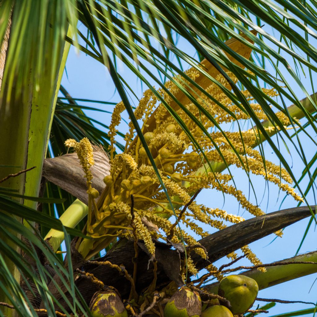 Kokospalme - Cocos nucifera