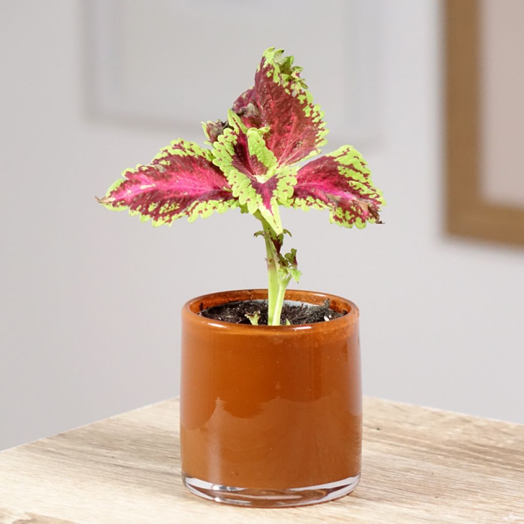Coleus Le Freak - Buntnessel