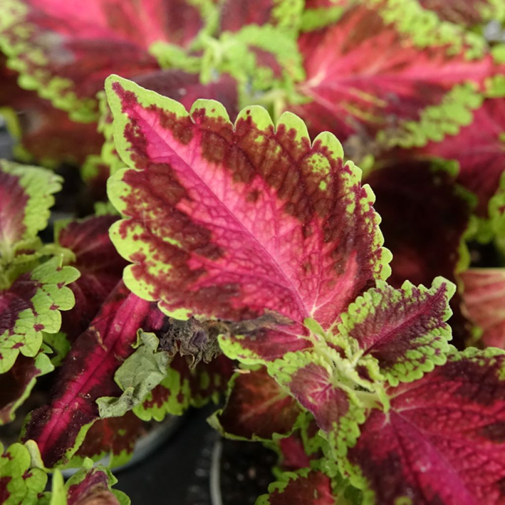 Coleus Le Freak - Buntnessel