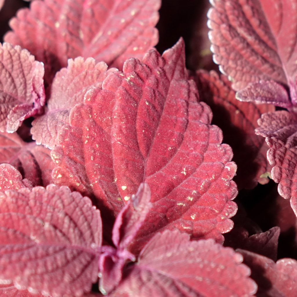 Coleus MS Second Street - Buntnessel