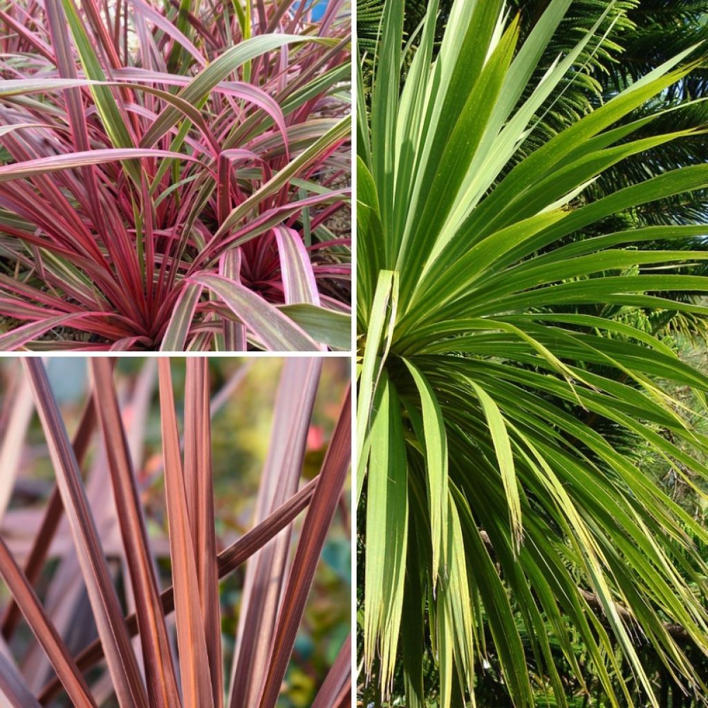 Kollektion Cordylinen für exotisches Beet
