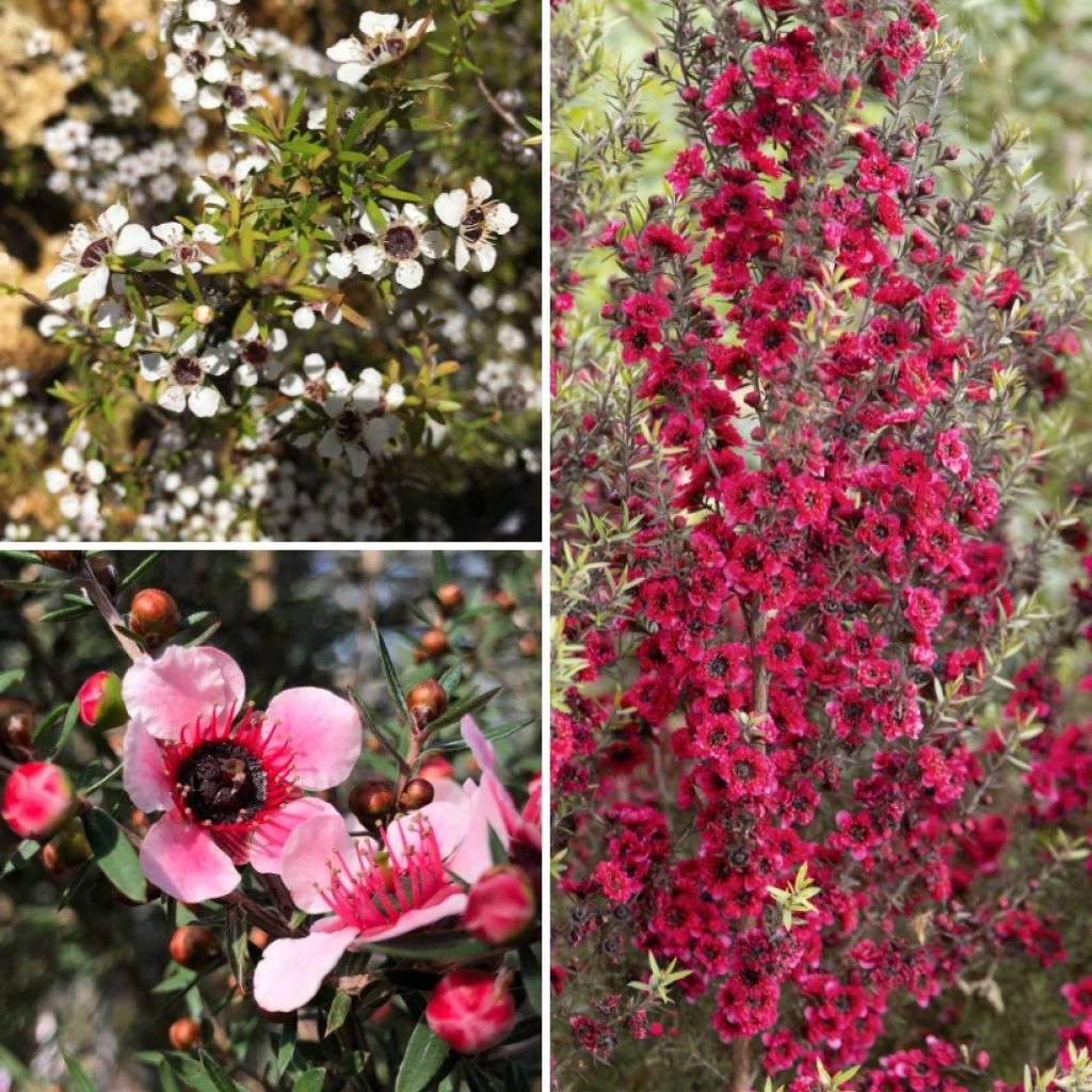 Leptospermum-Sammlung