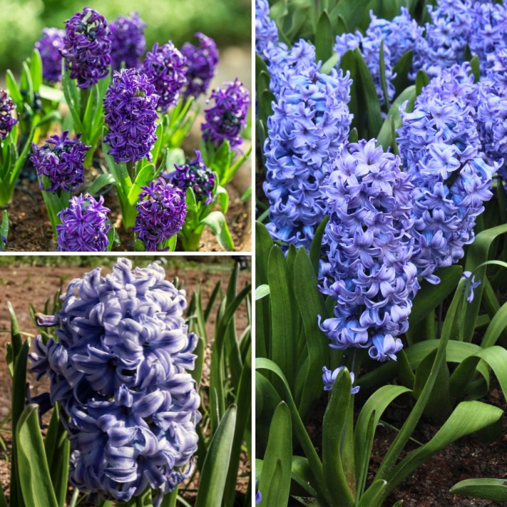Sammlung Blaue Hyazinthen