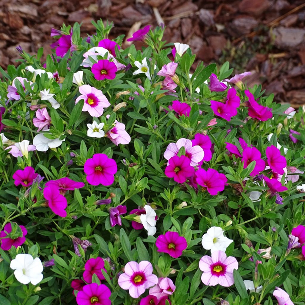 Zusammensetzung Cabaret Pink Paradise Eyes - Zusammensetzung von 3 Calibrachoa