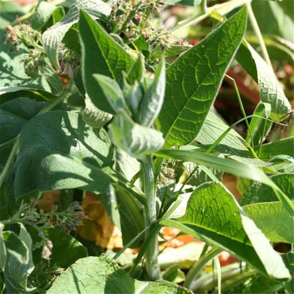 Gemeiner Beinwell - Ferme de Sainte Marthe - Symphytum officinale