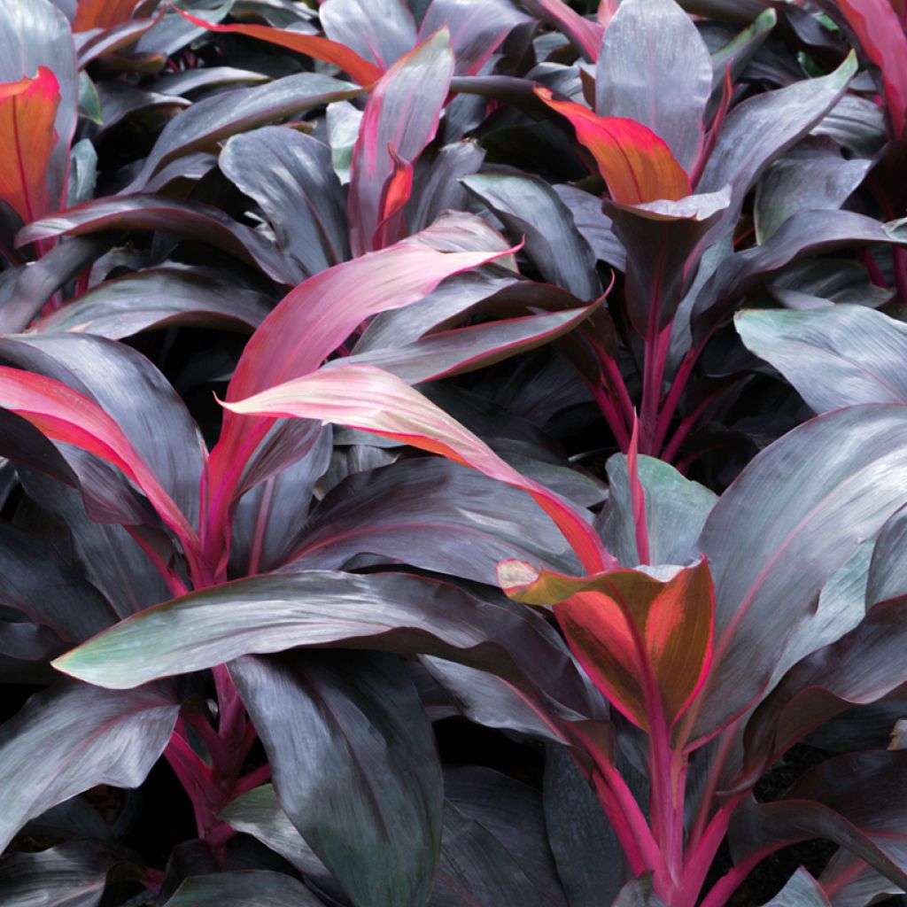 Cordyline fructicosa Purple Compacta - Keulenlilie
