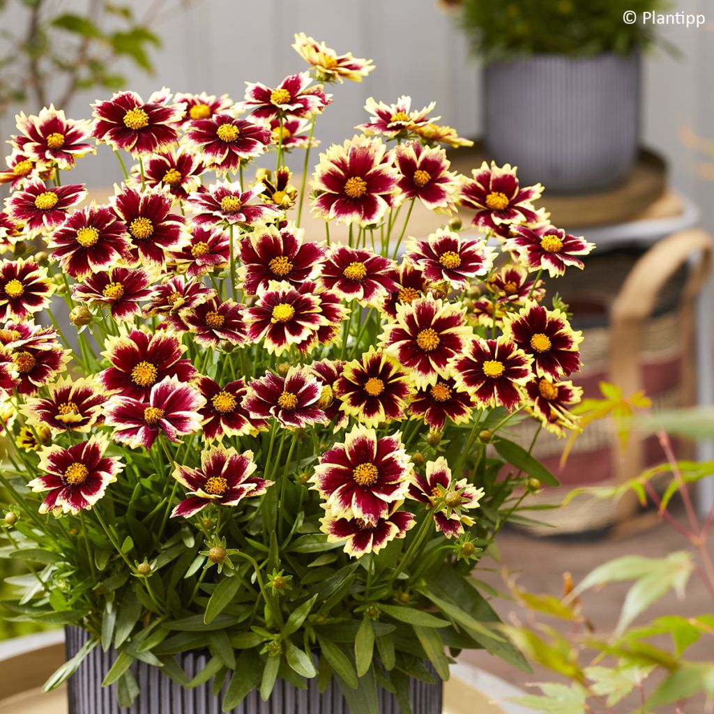Großblumige Mädchenauge Solar Fancy - Coreopsis grandiflora