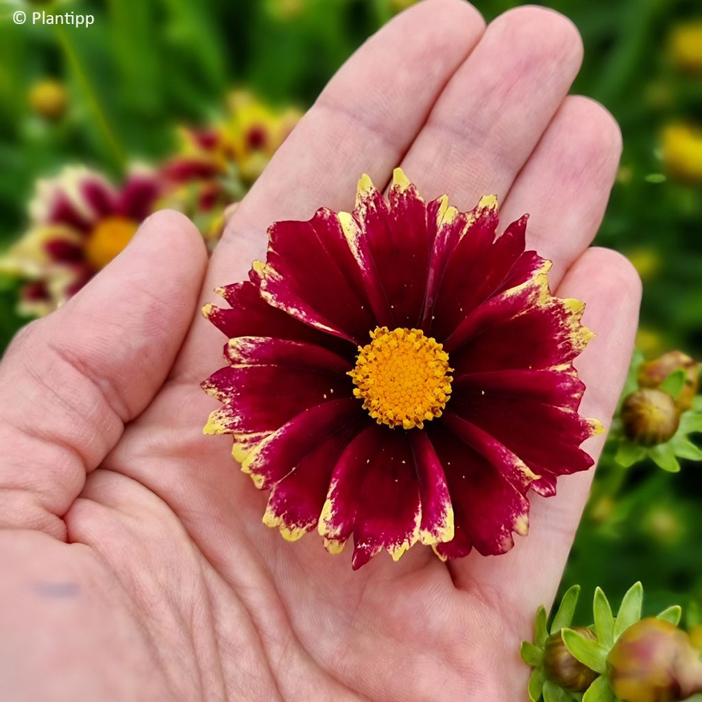 Großblumige Mädchenauge Solar Fancy - Coreopsis grandiflora