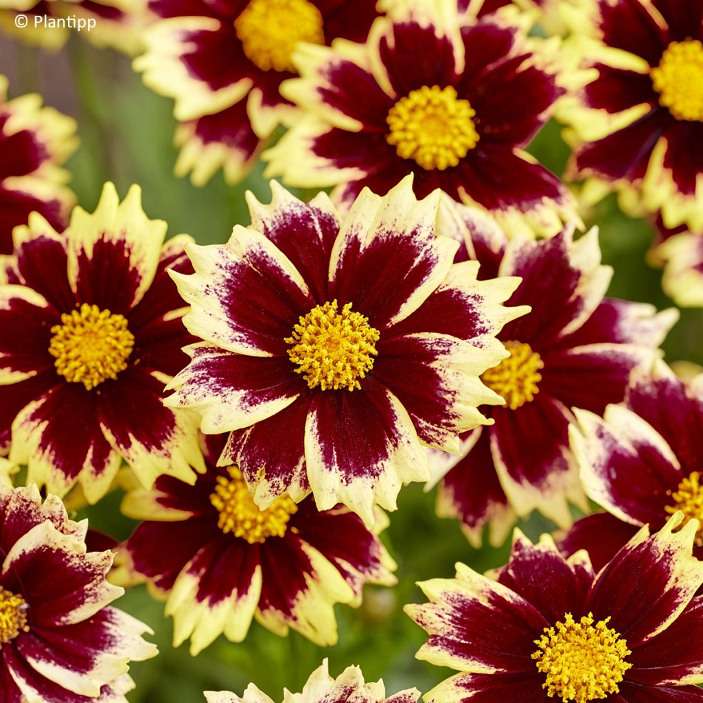 Großblumige Mädchenauge Solar Fancy - Coreopsis grandiflora