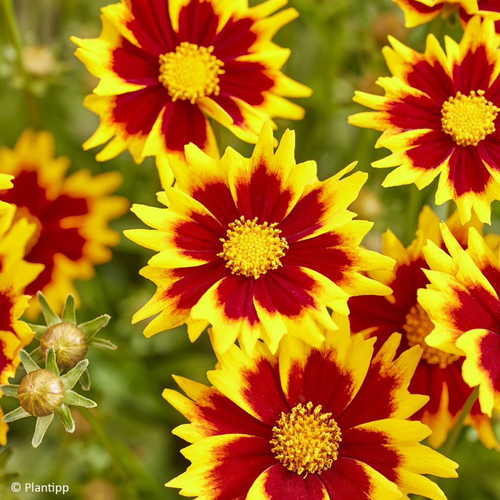 Großblumige Mädchenauge Solar Jewel - Coreopsis grandiflora