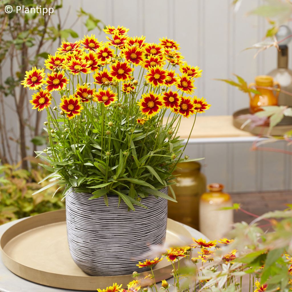 Großblumige Mädchenauge Solar Jewel - Coreopsis grandiflora
